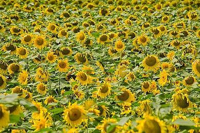 《第一后裔》再次遇到服务器问题：由于网络压力